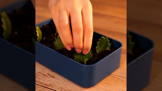 СУПЕР-ЛАЙФХАКИ С ЦВЕТАМИ || ПРОСТЫЕ И КЛАССНЫЕ ИДЕИ ДЛЯ САДОВОДОВ смотреть онлайн