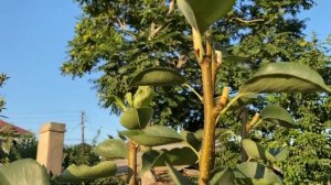 Обрезка груши летом. Как правильно обрезать грушу. Продолжение эксперимента. Часть 2