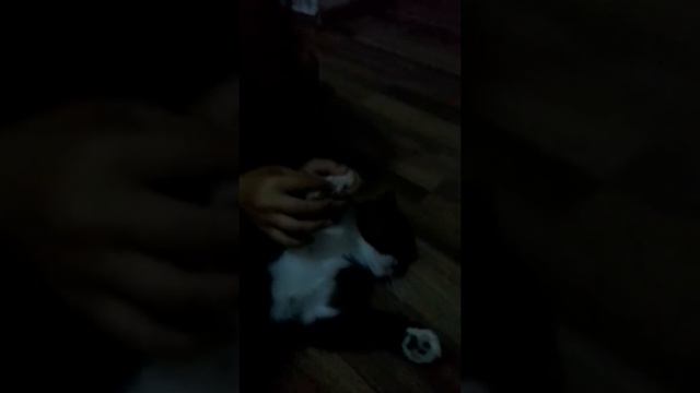 Обесняем куда нельзя трогать кошку Марусю????? смотреть онлайн