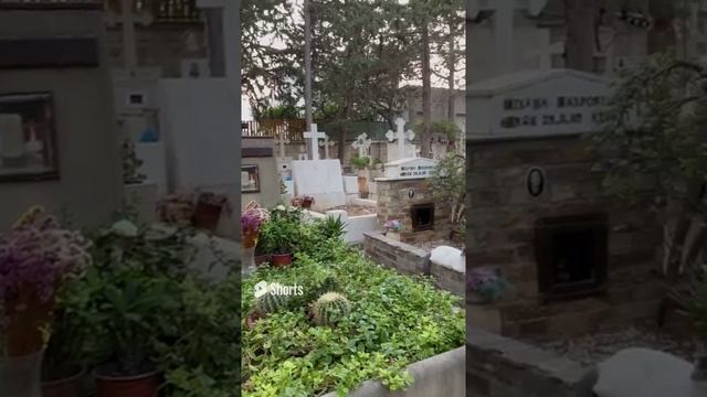 Кладбище, могила, могилы, кактусы на могиле, кот, животные, Кипр