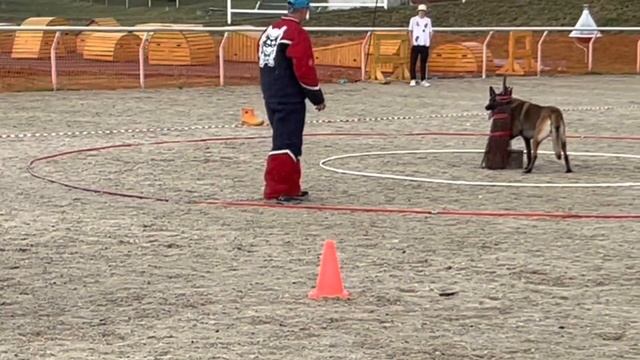 Kазакова Ксения & Orko Des Feux De L’Espoir. Малинуа Шнур. Мондьоринг 3, 274,5б.