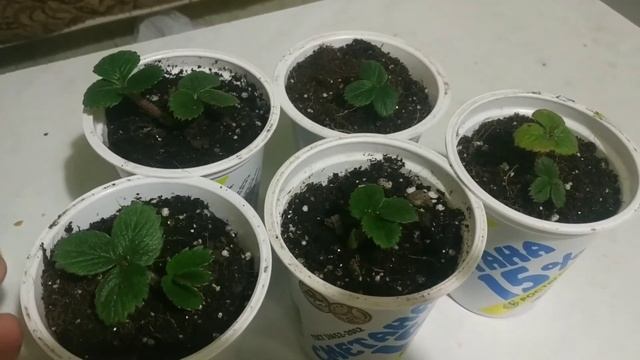 Выращивание клубники зимой в домашних условиях. смотреть онлайн