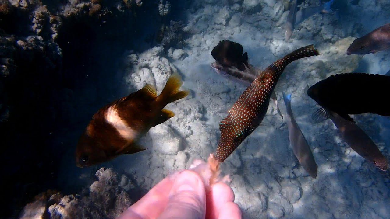 Рыбки  в Красном море