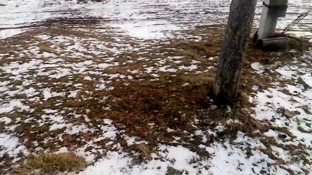 Встреча с умкой через 2 месяца🐕🐕🐕 Meeting With The Smart In Two Months🐕🐕🐕