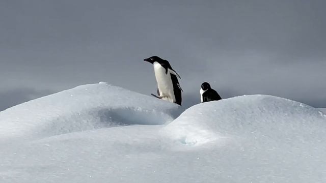 Adele Penguins смотреть онлайн