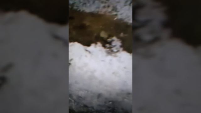 12.09.21 г. Уссурийский округ. На Приморье Крупный ГРАД засыпал землю. смотреть онлайн