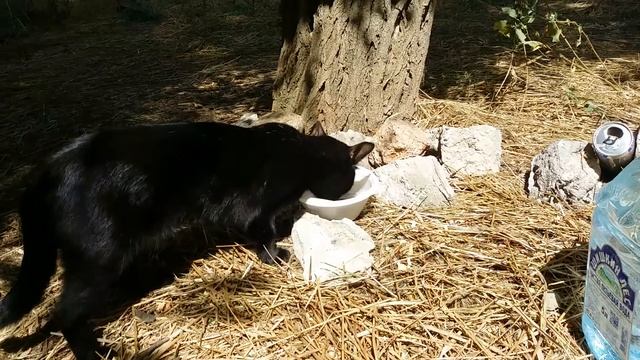 СЕВАСТОПОЛЬ. УЧКУЕВКА.2015г. смотреть онлайн