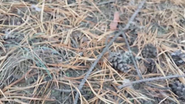 Вот как интересно растут в лесу зелёные рядовки смотреть онлайн
