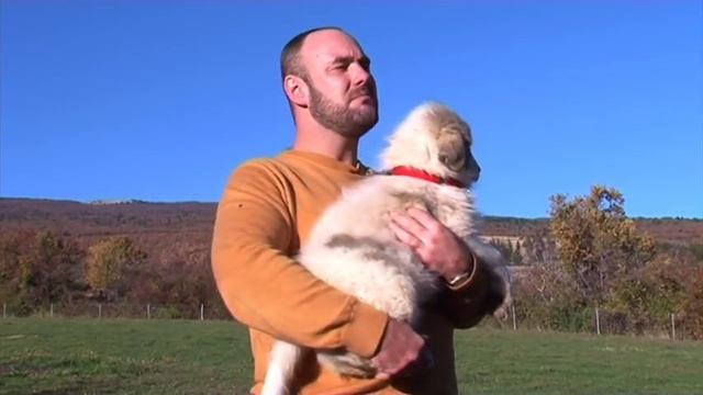 Большая пиренейская собака. Планета собак ? Моя Планета смотреть онлайн