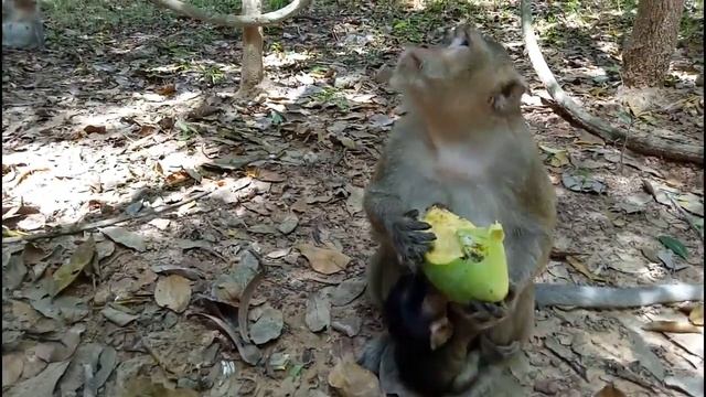 Cute Monkey Love Mango So Much ST76