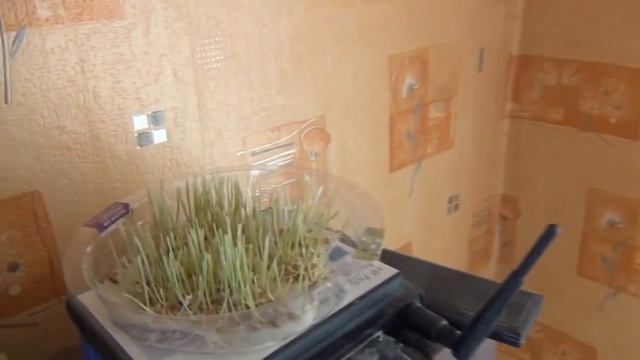 влияние wi-fi на растения часть 2 смотреть онлайн