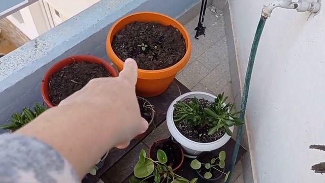 ЦВЕТЫ НА БАЛКОНЕ смотреть онлайн