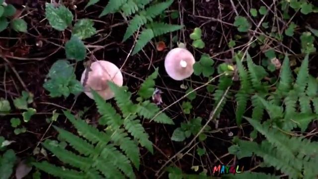 Рядовки фиолетовые, говорушки дымчато-серые. Грибы в октябре. смотреть онлайн