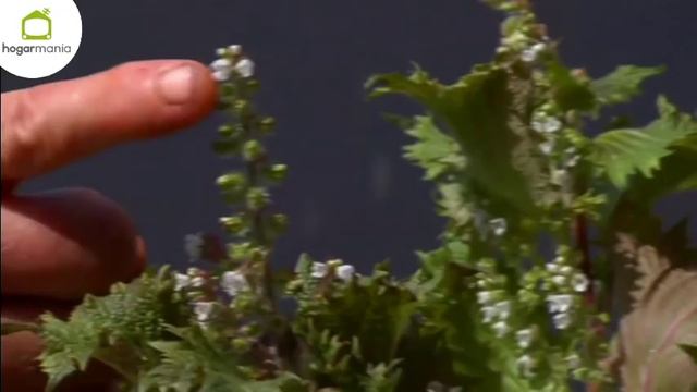 Características Del Shiso O Perilla Frutescens - Bricomanía