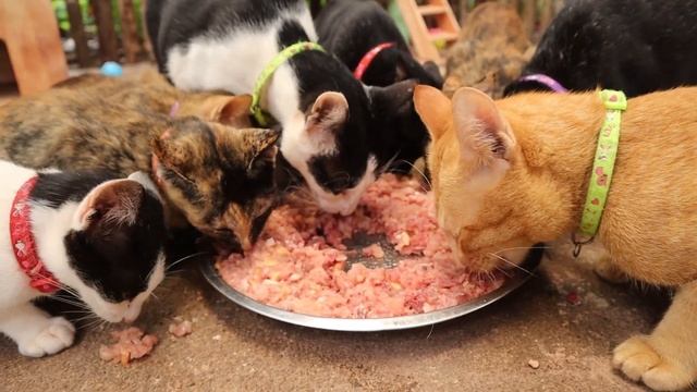 Yummy chicken for hungry cats and kitten | Raw meat for hungry cats at home смотреть онлайн