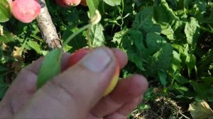 Урожай яблок в Сибири 2020г. Проверенные сорта яблонь для Сибири.