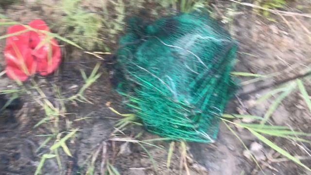 Розыгрыш малька АККР.На сколько вырос рак в пруду за 1.5 месяца