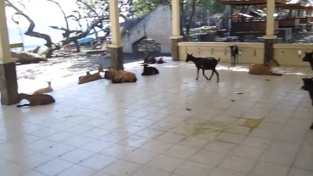 Goats in Ternate, Indonesia смотреть онлайн