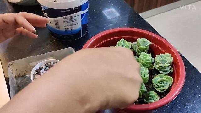 Graptoveria Lovely Rose | The Practical Gardener