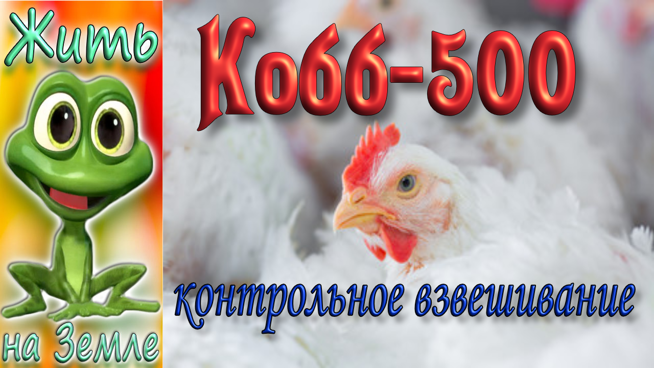 Кобб 500, взвешивание. Контроль веса за 40 суток.