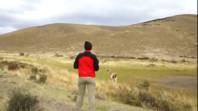 Чили Патагония Торрес дель Пайне Леся фоткает ламу смотреть онлайн