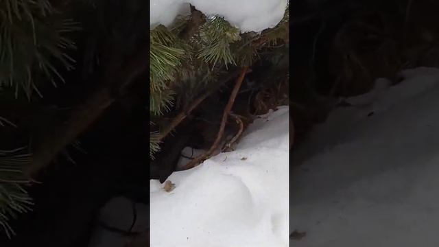 Лежбище зверя, лиса или заяц. смотреть онлайн