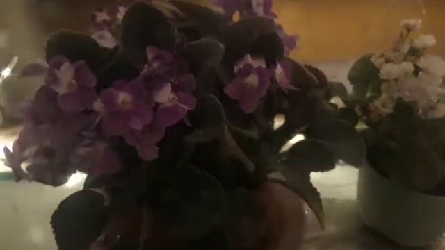 лайфхак по выращиванию Фиалок//мой опыт смотреть онлайн