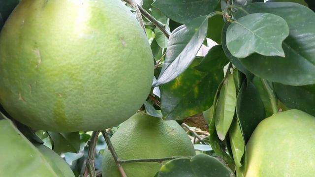 Наш грейпфрут Мелголд. Сезон 2021. Our Melgold Grapefruit.