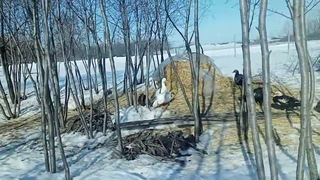 Гусыни готовятся к кладке яиц