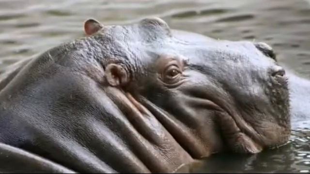 Топ 5 самых опасных животных мира смотреть онлайн