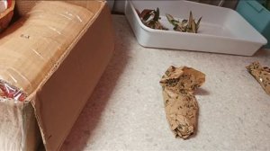 Рассада тайских аглаонем! Как выглядит? Размер. Распаковка посылки.