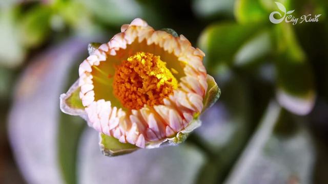 Sen đá Thạch Lan - Lithops Flower Timelapse