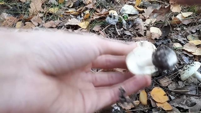 "Не" Бледная поганка, или "А была ли юбка"? Общее и частное покрывала - что это такое смотреть онлайн