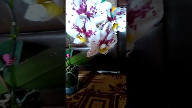 P.Ever Spring King x Musashino смотреть онлайн