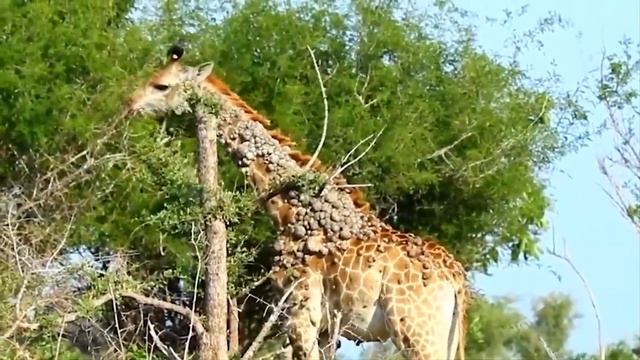Буйволы атакуют Львов / Случаи с Животными Снятые на Камеру смотреть онлайн