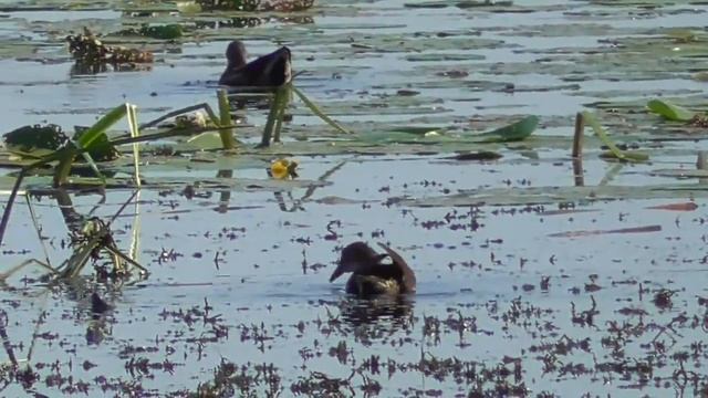 Утки, камышницы. Утренние заботы смотреть онлайн