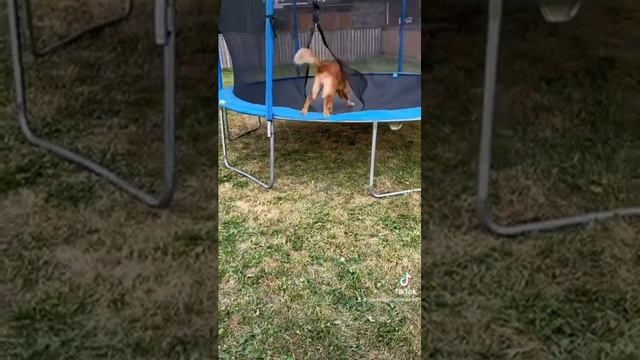 Рыжая собака #собака #животное #dog #рыжая смотреть онлайн