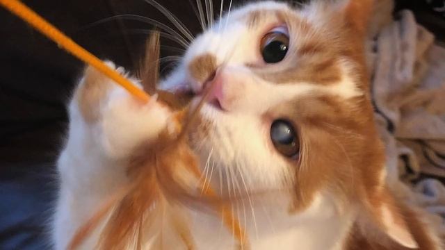 Дом — это всё, о чем мечтал слепой на один глаз котёнок! Но ждать счастья ему пришлось долго