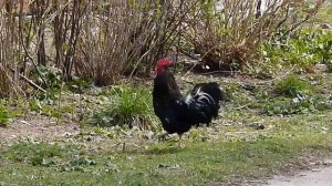 Весна в деревне. Петухи дерутся.