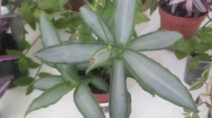 Комнатные цветы|Мурдания