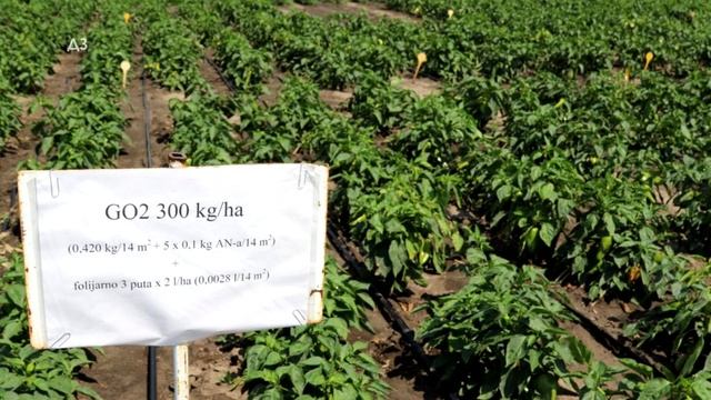 GEO2 Umesto Osnovnog NPK Ali Sa Azotom -za Povrtare -evo šta Radi Zemljištu I šta Su Pokazali Ogled