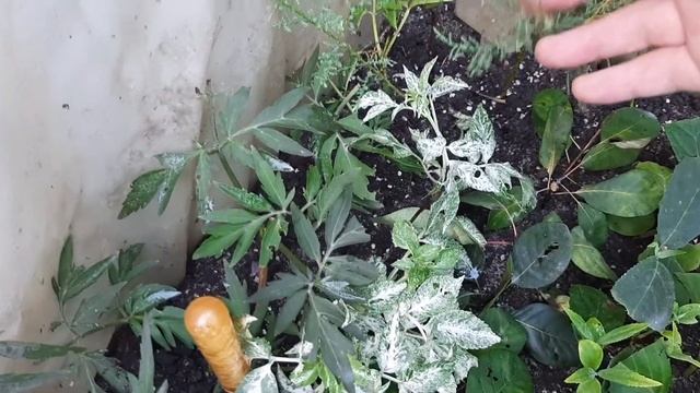 Устройство моего череночника // какие растения почеренкованы! смотреть онлайн