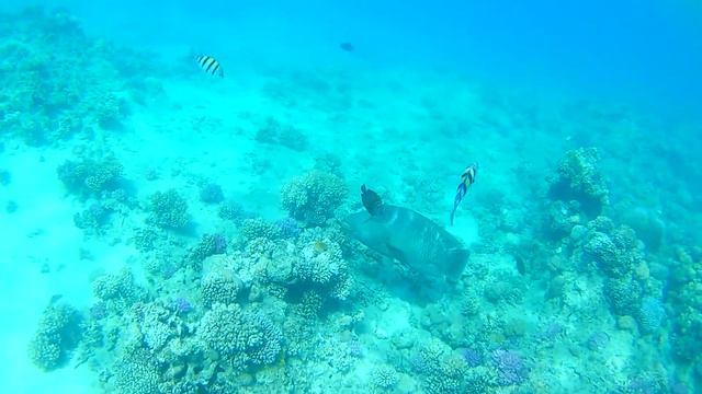 Шарм эль Шейх, бухта Наама Бэй. Рифы отеля Мовенпик❤️ смотреть онлайн