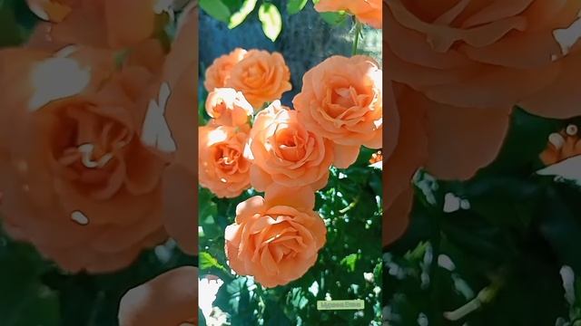 Роза Тропиканка - яркая как полуденный зной, с приятным ароматом? #роза #сад #огород #красиво #rose смотреть онлайн