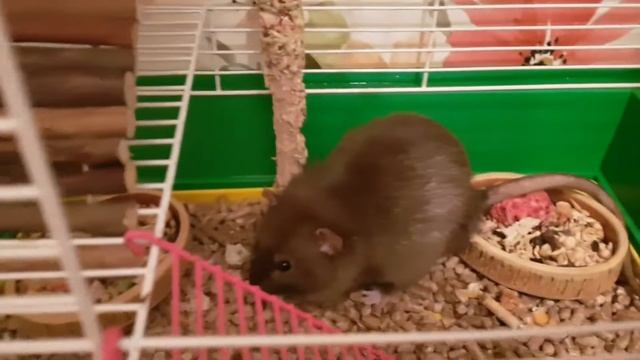 Клетка для крысы Как живут смотреть онлайн