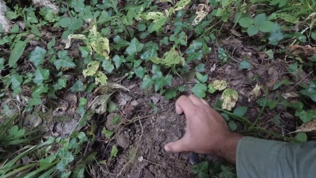 Tartuf Truffles Tuber aestivum смотреть онлайн