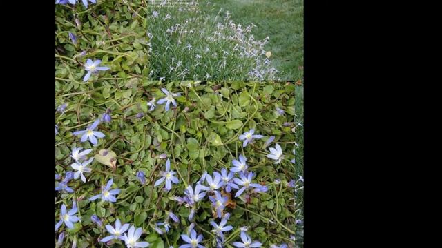 ЛАУРЕНТИЯ (LAURENTIA) сем. Колокольчиковые смотреть онлайн