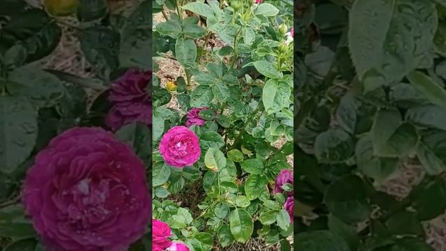 Роза Твайлайт Зоун смотреть онлайн