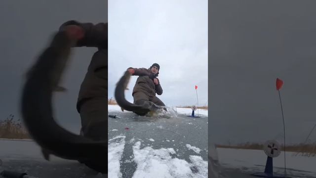 Первый лед! Трофей взят! #fishing #щука #щуканажерлицу смотреть онлайн