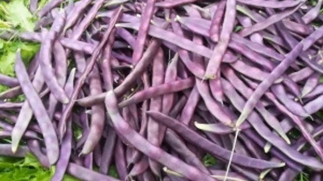 ЛУЧШИЕ СОРТА ФАСОЛИ || фасоль выращивание смотреть онлайн